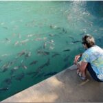 Darwin: Aquascene Fish Feeding Experience - Key Points