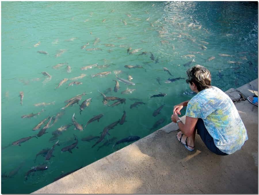 Darwin: Aquascene Fish Feeding Experience - Key Points