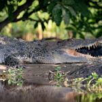 Darwin: Kakadu National Park, Yellow Water River Cruise - The Practicalities: What You Should Know