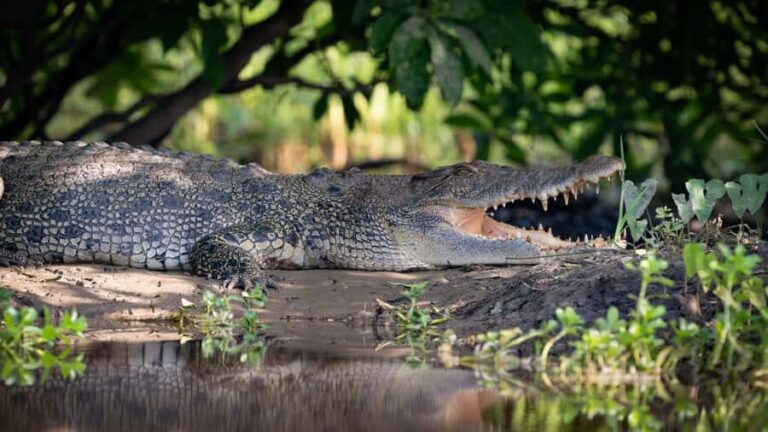 Darwin: Kakadu National Park, Yellow Water River Cruise - The Practicalities: What You Should Know