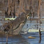 Darwin: Mary River Wetlands Wildlife Cruise with Lunch - The Highlight: The Wetlands Cruise