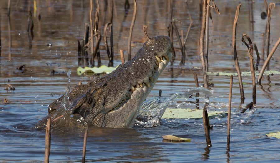 Darwin: Mary River Wetlands Wildlife Cruise with Lunch - The Highlight: The Wetlands Cruise