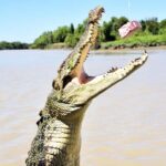Darwin: Pathfinder Original Jumping Crocodile Cruise - The Itinerary and What to Expect