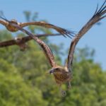 Darwin: Spectacular Jumping Crocodile Adelaide River Cruise - What Travelers Are Saying