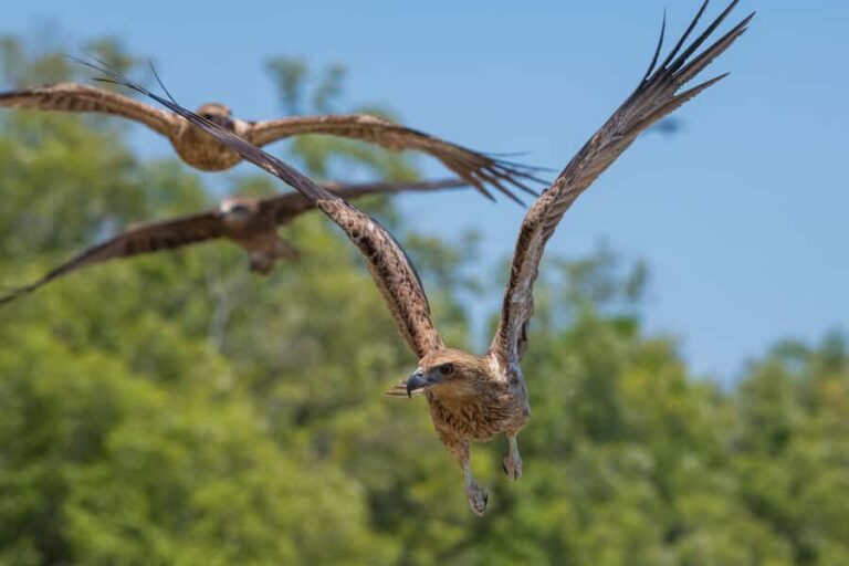Darwin: Spectacular Jumping Crocodile Adelaide River Cruise - What Travelers Are Saying