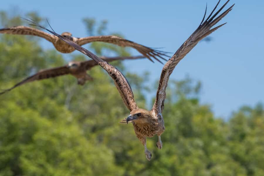 Darwin: Spectacular Jumping Crocodile Adelaide River Cruise - What Travelers Are Saying