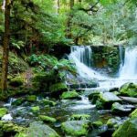 Day Tour in Mt. Field, Mt. Wellington, Bonorong Wildlife Sanctuary and Richmond - Value and Cost Analysis