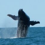 Deluxe Mega Fauna Humpback or Whaleshark Swim Ningaloo Reef - Who Will Love This Tour?
