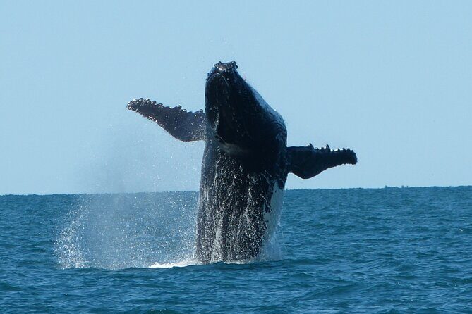 Deluxe Mega Fauna Humpback or Whaleshark Swim Ningaloo Reef - Who Will Love This Tour?