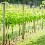 Deluxe Wine Tour to Tamborine Mountain, includes two course lunch - What You Get for the Price