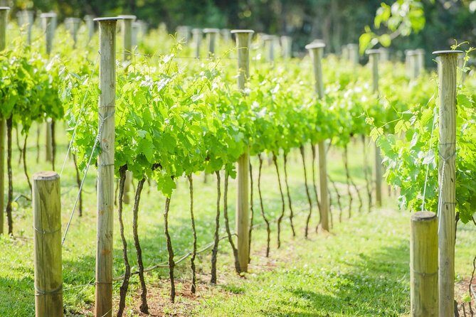 Deluxe Wine Tour to Tamborine Mountain, includes two course lunch - What You Get for the Price