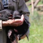 Devils at Cradle: Day Keeper Tour and Entry to Wildlife Park - What the Tour Entails