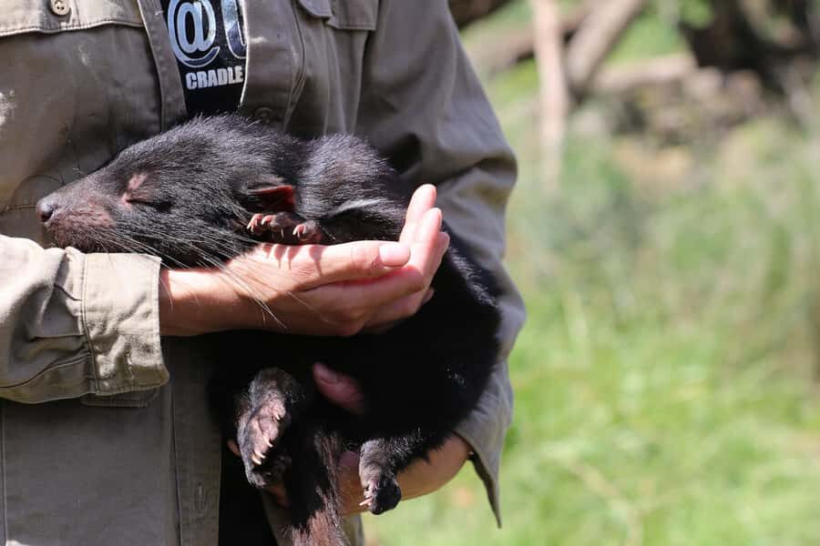 Devils at Cradle: Day Keeper Tour and Entry to Wildlife Park - What the Tour Entails