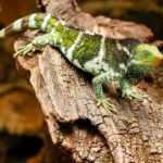 Discover Fijian Culture and Reptiles - Who is this tour best suited for?