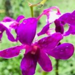 Discover Nadi Tour - Who Should Consider This Tour?