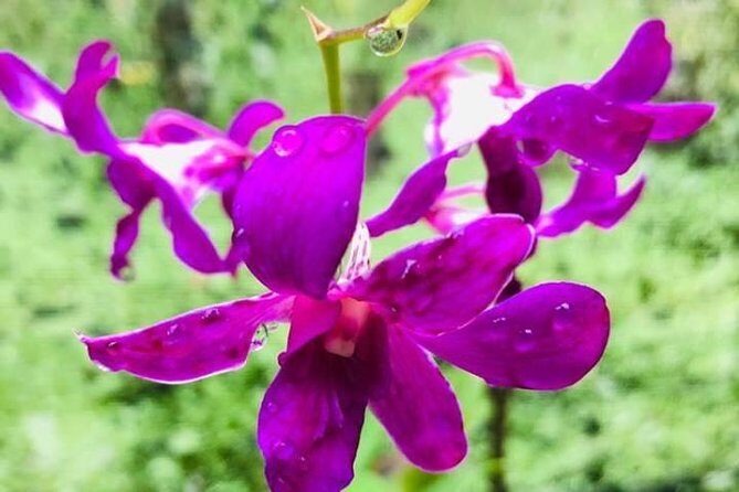 Discover Nadi Tour - Who Should Consider This Tour?