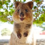 Discover Rottnest with Ferry & Bus Tour - The Value and Practicalities