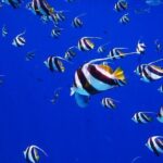 Discover the Beauty of Polynesian Waters by Boat and Snorkeling - Transport, Pricing, and Booking