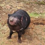 Discovering Tasmania: Burnie Shore Excursion - What the Reviews Say