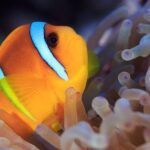 Discovery Program - FAQs