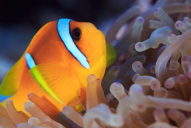 Discovery Program - FAQs