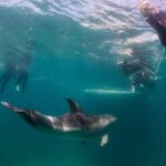 Dolphin and Seal snorkel adventure from Sorrento - The Real Value of the Tour