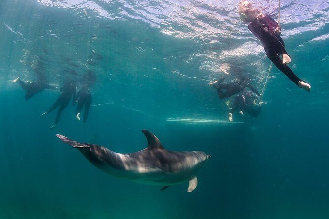 Dolphin and Seal snorkel adventure from Sorrento - The Real Value of the Tour