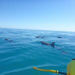 Dolphin Kayak Tour & Beach 4X4 National Park Tour (Private) - The Marine Park and Water Adventures