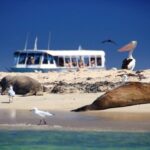 Dolphin, Sea Lion and Penguin Island Cruise - The Good and the Not-So-Good