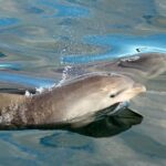 Dolphin Watch + Sailing - Port Stephens - In-Depth Look at the Itinerary