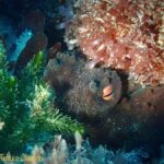 Double Boat Dive with Equipment - The Experience Provider: Daves’ Diving Kaikoura