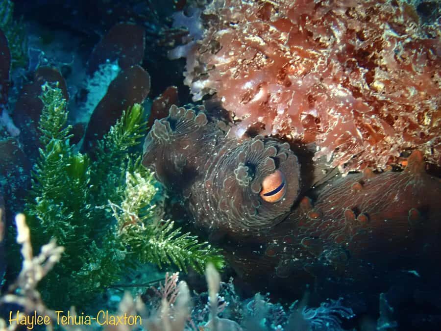 Double Boat Dive with Equipment - The Experience Provider: Daves’ Diving Kaikoura