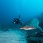 Double Dive to South Solitary Island Coffs Harbour - The Experience Beyond the Water