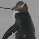 Dunedin City Highlights, Otago Peninsula Scenery & a Guided Penguin Reserve Tour - Value and Pricing: Is It Worth It?