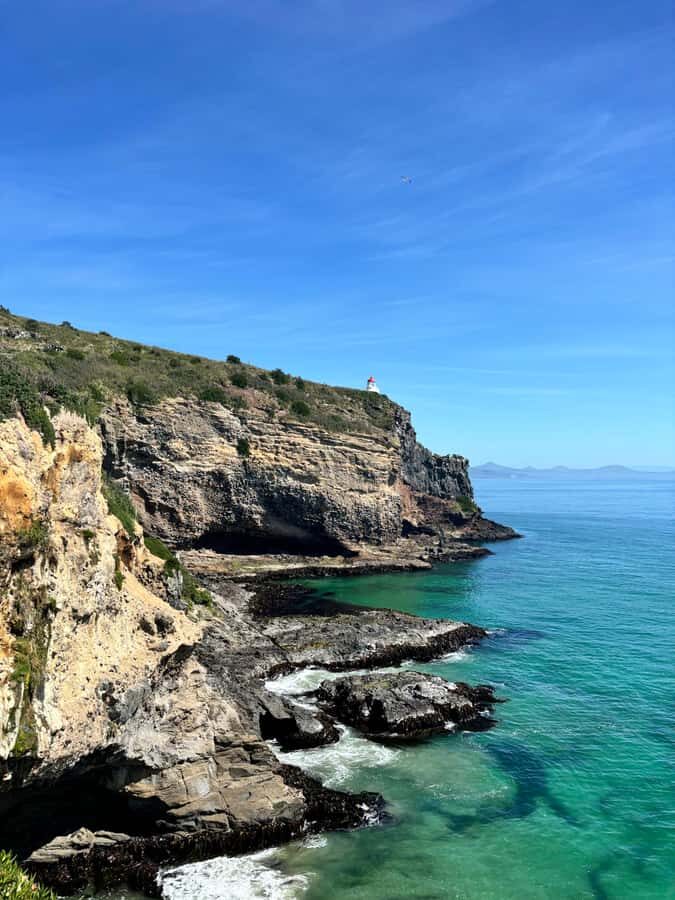 Dunedin City & Otago Peninsula Scenery Day Tour - Transportation & Guide Experience