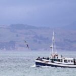 Dunedin City to Sea Wildlife Cruise + Peninsula Bus Tour - Wildlife Viewing and Landmarks