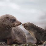 Dunedin: Otago Peninsula Clearwater Wildlife Tour - The Itinerary in Detail