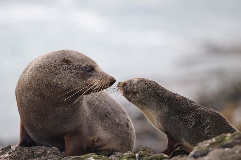 Dunedin: Otago Peninsula Clearwater Wildlife Tour - The Itinerary in Detail
