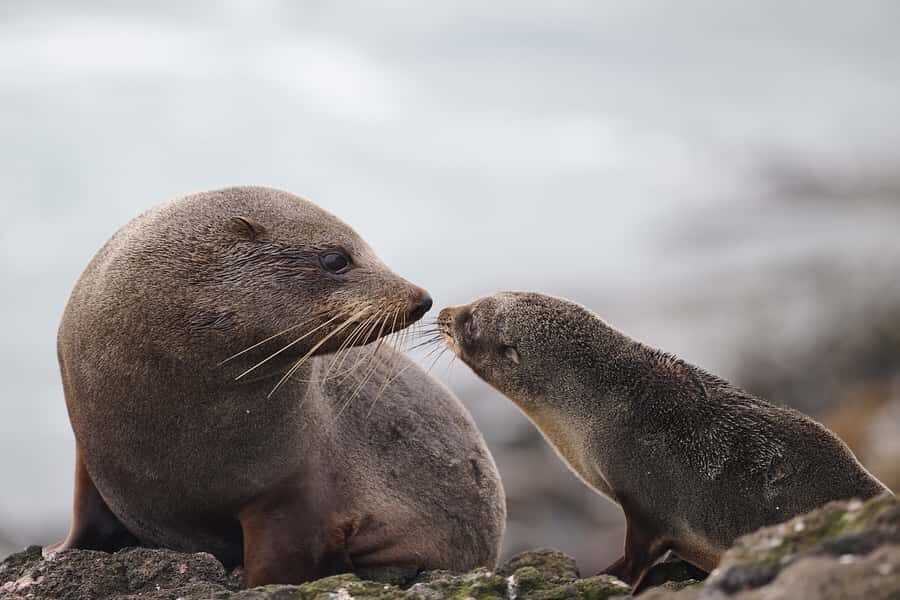 Dunedin: Otago Peninsula Clearwater Wildlife Tour - The Itinerary in Detail