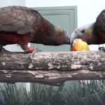 Dunedin: Otago Peninsula with Guided Penguin Reserve Tour - Authentic Experiences and Traveler Insights