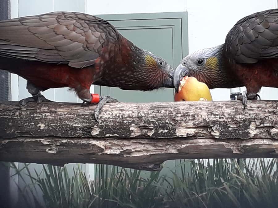 Dunedin: Otago Peninsula with Guided Penguin Reserve Tour - Authentic Experiences and Traveler Insights