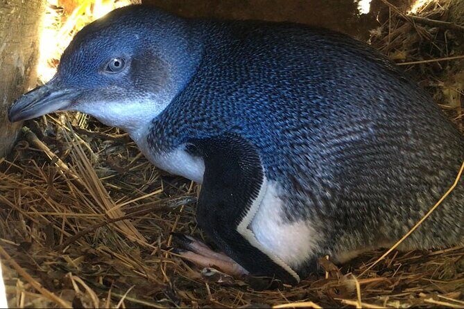 Dunedin Private Fullday Tour - The Itinerary in Detail