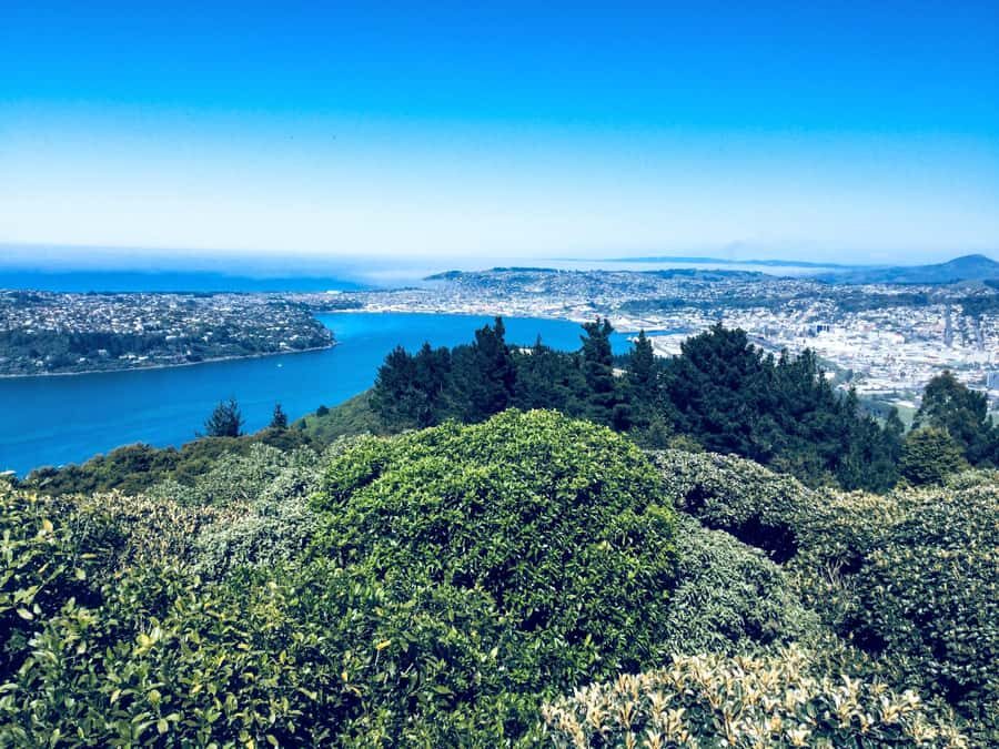 Dunedin: Small Group City Highlights Tour - Value and Pricing