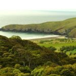 Dunedin: Wildlife and Penguin Tour - Why This Tour Is Worth Considering