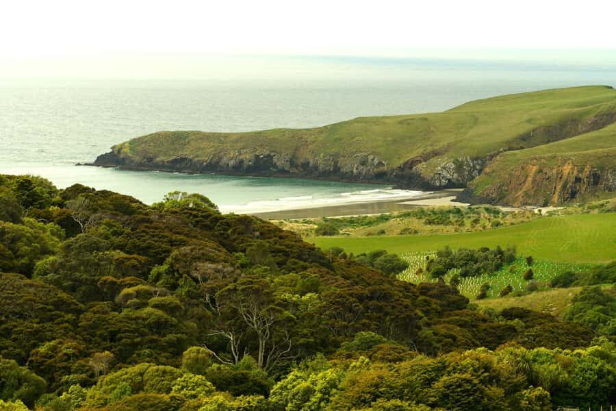 Dunedin: Wildlife and Penguin Tour - Why This Tour Is Worth Considering