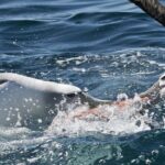 Dunedin Wildlife Cruise-Albatross, seals and harbour - An In-Depth Look at the Dunedin Wildlife Cruise