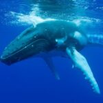 Dunsborough Whale Watching Eco Tour - Frequently Asked Questions