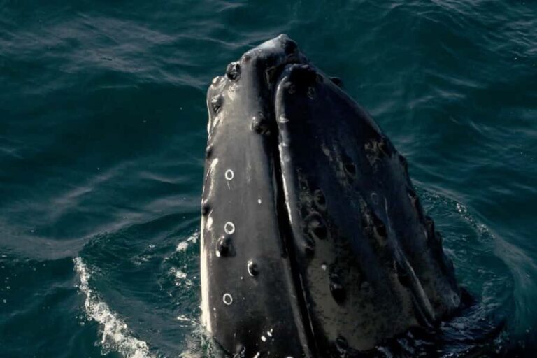 Dunsborough: Whale Watching Tour - What to Know Before You Go