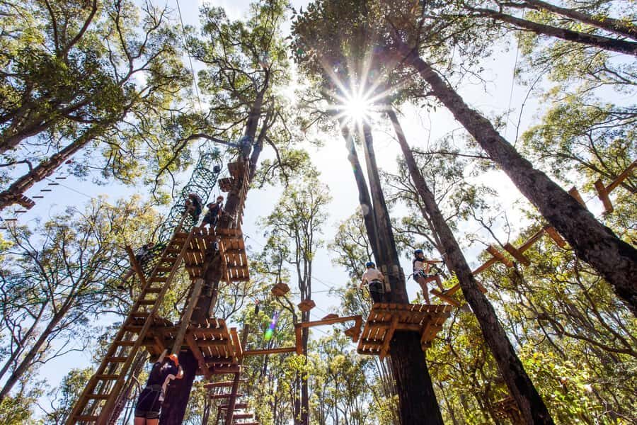 Dwellingup: Tree Ropes Course - The Sum Up