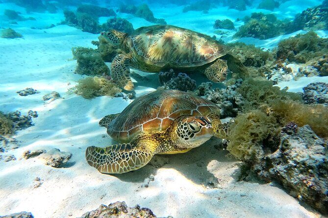 Eco Kayak Excursion in Moorea Lagoon for a Day - Analyzing the value